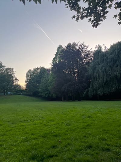 This image depicts a view of the Tetraeder in Bottrop, Germany. The foreground is dominated by a lush, green lawn that slopes gently upwards. In the mid-ground, a diverse array of trees forms a dense woodland. The trees vary in size and species, with some appearing to be large deciduous trees and others with a more weeping form.
In the background, the sky is a soft gradient of pale blue transitioning to a hazy yellow near the horizon, suggesting either dawn or dusk. A thin, white contrail from an aircraft stretches diagonally across the upper left portion of the sky. Above the trees and towards the top edge of the frame, the silhouettes of dark green leaves from overhead branches are visible. The overall impression is a tranquil park or natural landscape within an urban setting.