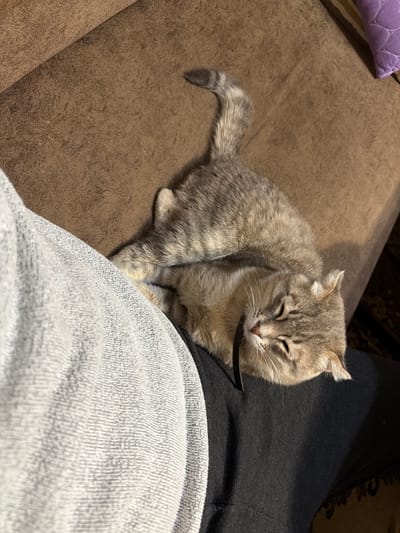A gray tabby cat lies on a brown upholstered couch, close to a person's leg. The cat has its eyes partially closed and a black collar around its neck. The person is wearing gray sweatpants over black pants. A lavender pillow is visible in the upper left corner of the frame. The location is in or near Novxanı, Azerbaijan.