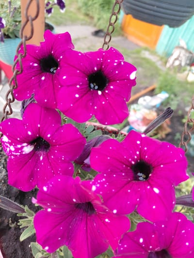 The image shows a close-up, slightly overhead view of several vibrant fuchsia petunia flowers with black centers and white speckles. The flowers are in bloom and appear to be hanging, supported by a rusty metal chain that is partially visible in the foreground and upper right. The background is blurred, but suggests an outdoor setting with greenery and structures, possibly a backyard with a teal and orange building visible. There are no people or animals in the image. The scene is focused on the detail and color of the flowers. The location in Novoselovo, Russia, is not visually discernible from the image content.
