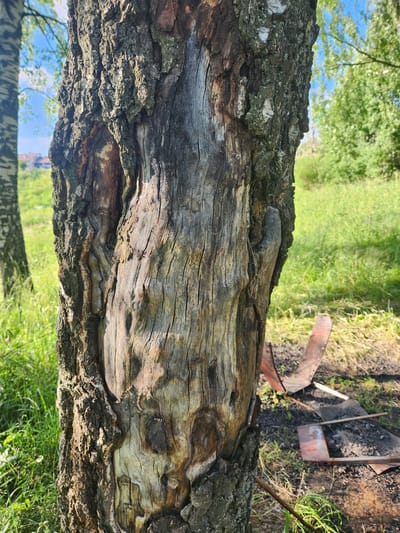 This media file is a photograph featuring the textured bark of a tree trunk in the foreground, oriented vertically. The bark is rough and weathered, with variations in color ranging from dark brown to lighter, almost greyish tones, and patches of green moss. The wood grain beneath the bark is clearly visible, showing a rough, uneven surface.
In the background, a blurred scene of a grassy area can be seen. Sunlight filters through, suggesting a daytime setting, likely outdoors. There are hints of green foliage and blue sky above, indicating a natural environment. To the right of the trunk, some metal objects, appearing to be pieces of burnt metal or equipment, are visible lying on the ground amidst the grass and dark soil. The overall scene suggests an outdoor, possibly rural or natural setting, with some signs of past human activity or debris. There is no visible text in the image. The perspective is close-up on the tree trunk, with the background out of focus. The orientation of the photograph is such that the tree trunk appears to be lying horizontally.