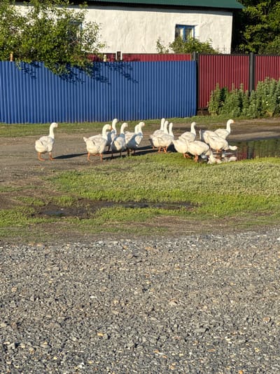 A flock of white geese is gathered near a body of water in Starokhalilovo, Russia. The geese are standing and feeding on the grassy area and in the shallow water. In the background, a white building with a green roof is visible, and a blue and red corrugated metal fence runs across the scene. The ground in the foreground is covered with gravel.