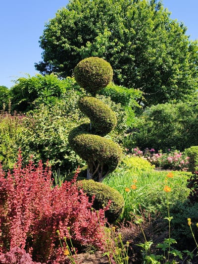 The image depicts a meticulously manicured garden on a sunny day, with the bright blue sky indicating clear weather. The foreground is dominated by a striking spiral topiary, its green foliage sculpted into distinct, rounded sections winding upwards. To the left of the topiary, a dense shrub with vibrant red leaves provides a stark contrast in color. Behind these, a variety of green bushes and flowering plants create a lush, layered effect. Among the greenery, clusters of delicate pink roses and bright yellow-orange flowers add pops of color. Further back, taller trees with dense green canopies frame the scene, suggesting a mature garden setting. The overall impression is one of a peaceful and aesthetically pleasing outdoor space, likely a park or a well-maintained private garden. The time of day appears to be midday or early afternoon, given the bright sunlight casting distinct shadows. There is no visible text in the image. The location context provided is Goczałkowice-Zdrój, Poland.