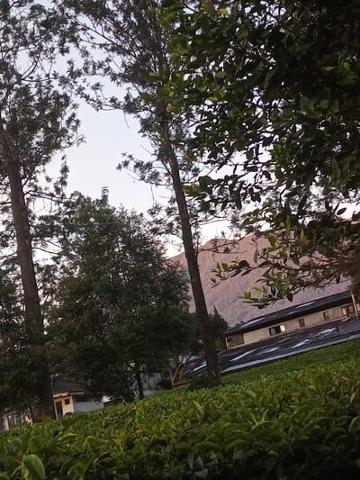 The image displays an outdoor scene in Sa Hti Law (3), Myanmar, under a pale sky suggesting dawn or dusk. The foreground is dominated by a dense, manicured field of green tea bushes. In the midground, several tall trees with dark trunks and green foliage are visible. Behind these trees, two structures are present: a larger building with a sloped, dark, corrugated roof and light-colored walls featuring multiple rectangular windows, some of which are illuminated. A smaller, lighter-colored building is partially visible to the left. The background reveals a prominent mountain range, appearing reddish-brown, under the light sky. No individuals, actions, or specific interactions are observed.