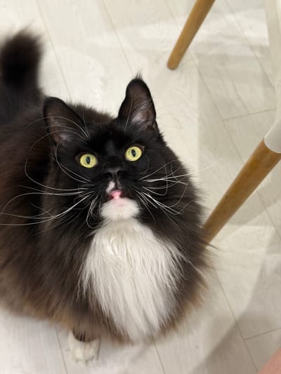A black and white cat with bright yellow eyes and long white whiskers looks up from a light-colored wooden floor. The cat has a fluffy white chest and black fur. Two light-colored wooden chair legs are visible in the background. The scene appears to be indoors.