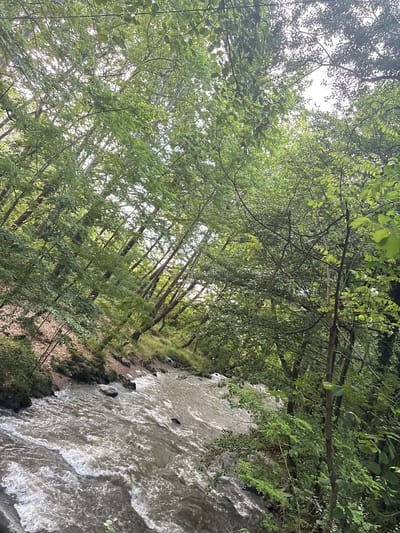 This image captures a vibrant natural landscape featuring a flowing river nestled within a dense forest. The river occupies the right side of the frame, its water appearing swift and turbulent, characterized by numerous whitecaps and ripples. The water has a light brown or greyish hue. The banks of the river are steep and heavily vegetated with rocks, grass, and various green plants.

The left side and upper portion of the image are dominated by a thick canopy of deciduous trees. Their branches interlace, forming a dense overhead cover of lush green leaves in various shades. Sunlight filters through the leaves, creating bright patches and illuminating parts of the foliage, indicating it is daytime. The sky is largely obscured by the tree canopy, but visible patches suggest a bright, clear day.

No people or man-made objects are visible, emphasizing the untouched, wild beauty of the scene. The overall impression is one of natural tranquility and verdant abundance, characteristic of a river valley or gorge. This scene is located in Parvenets, Bulgaria. There is no visible text in the image.