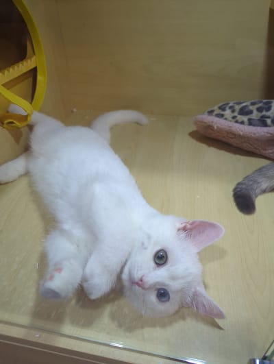 A white cat with heterochromia lies on its back on a light-colored wooden surface. The cat's eyes are one green and one blue. Its paws are visible, and a portion of its tail, which is grey and white striped, is also in view. To the left of the cat, a yellow plastic toy with a textured surface is partially visible. In the background, to the right, a pink and leopard-print pet bed is present. The scene appears to be indoors, possibly in a pet store or shelter, located in Xishan District, China.