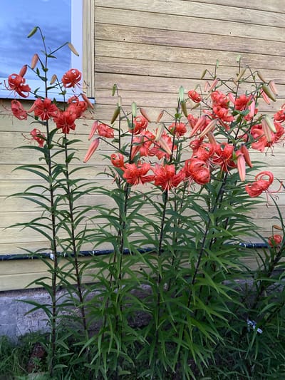 A cluster of bright orange tiger lilies with black spots blooms in front of a pale yellow wooden building. The lilies are tall and lush, with multiple flowers and buds on each stalk. The building's wooden planks are horizontal and weathered, and a white-framed window is visible on the left side of the image. The ground in front of the building is covered in green grass and some debris. The image is taken from a slightly low angle, looking up at the flowers and building. The sky above is a cloudy blue. The location is described as Aginskoye, Russia.