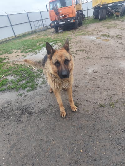 A German Shepherd dog stands on a muddy dirt road in front of an orange truck and a yellow trailer. The ground is wet, with puddles visible. A metal fence runs along the background. The dog is facing the camera with its tail slightly raised. The scene appears to be in an outdoor industrial or rural setting.