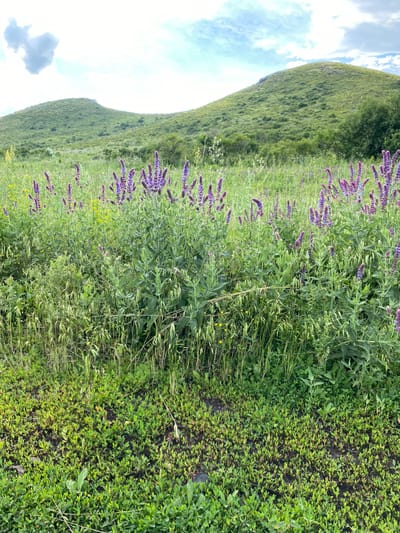 This media file captures a scenic view of a lush green hillside covered in vegetation and wildflowers. The foreground is dominated by a dense carpet of low-lying green plants, interspersed with taller grasses and stalks. Further into the scene, vibrant purple wildflowers, likely Salvia, bloom in abundance, creating striking streaks of color against the green backdrop. Beyond the wildflowers, the hillside rises gently, covered in a tapestry of green foliage, suggesting a wild, untamed landscape. The sky above is bright with fluffy white clouds against a pale blue, indicating fair weather, possibly late morning or early afternoon given the illumination. The overall impression is one of natural beauty and tranquility, evoking a sense of peace and the freshness of a summer day. The location context of Maloarslangulovo, Russia, further grounds this image in a specific geographical setting known for its natural landscapes. There is no visible text in the image.