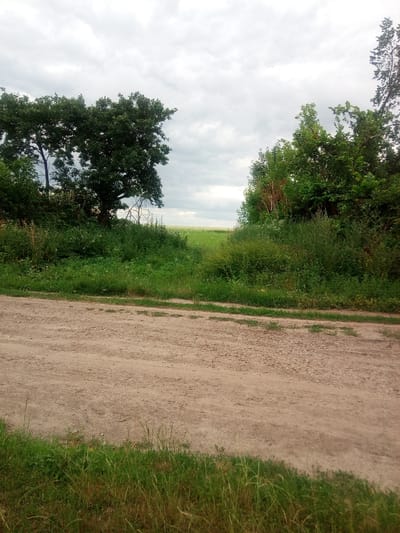 The image depicts a view from a dirt road in Yelyzavetpil, Ukraine. The road occupies the foreground, with grass growing along its edge. Behind the road, a dense line of green foliage, including trees and bushes, stretches across the middle ground. A gap in this vegetation reveals a field of crops under a cloudy sky. The trees on the left are larger and more mature than those on the right. The overall impression is a rural landscape on an overcast day.