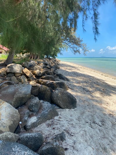 The image, when viewed in its correct landscape orientation, presents a peaceful tropical beach scene under a clear, bright blue sky with a few scattered white clouds. The calm, shallow ocean water, a tranquil blend of light blue and turquoise, occupies the upper half of the frame, extending to a distant horizon line.

A light-colored sandy beach borders the water, showing distinct patterns of sunlight and shadow, suggesting a sunny day, likely late morning or early afternoon. The sand contains scattered natural debris such as dried leaves and small shell fragments. A prominent line of dark, weathered rocks forms a natural barrier, separating the sandy shore from an area of lush greenery on the left side of the image. These rocks vary in size and shape, some exhibiting signs of erosion or marine deposits, and small pieces of man-made debris are visible among them.

Behind the rocks, a dense canopy of feathery green trees, characteristic of casuarinas, dominates the left foreground and mid-ground, providing shade. Through the foliage in the lower left, a glimpse of a small building with a reddish-brown roof and light-colored walls can be seen. There is no visible human activity or text in the image. The scene depicts a serene natural coastal environment, aligning with the context of Moo 1, Thailand.