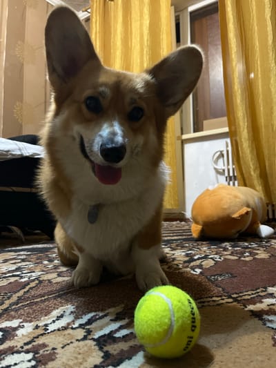 A corgi dog is sitting on a carpet with a tennis ball in front of it. The dog is looking at the camera with its tongue out. In the background, there is a stuffed animal and a yellow curtain. The scene appears to be indoors.