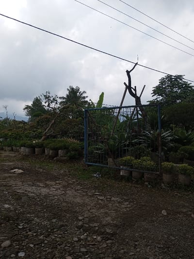 The image displays an outdoor scene in Sukanagalih, Indonesia, under an overcast sky. The foreground features an uneven dirt and gravel path with embedded rocks. Along the left edge of this path, a linear arrangement of grey, cylindrical concrete pots containing small green plants is visible. A blue metal gate, constructed with a grid pattern of bars, stands in the mid-ground, appearing either closed or fixed in place. Immediately behind and surrounding the gate is dense and varied vegetation, including large-leafed plants and numerous shrubs. Towards the left mid-ground, a tall palm tree is visible. To the right of the gate, a bare tree trunk, possibly deceased, stands vertically, stabilized by two angled wooden supports. A thin vertical rod extends from the top of this trunk, making contact with one of several dark power lines that span horizontally across the upper third of the frame. The sky is uniformly light grey with cloud cover. In the distant background on the left, faint outlines of mountains or hills are discernible. No human figures, animals, or active interactions are present within the scene.