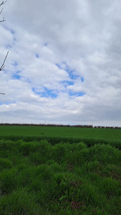The image shows a grassy field adjacent to a tree line, with a cloudy sky above. The location is Profesor Ishirkovo, Bulgaria. No people, specific actions, or interactions are visible. The environment consists of natural elements: grass, trees, and sky. The sky is partially covered with clouds, and some blue sky is visible. Two thin poles (likely for power or telecommunications) are also visible.