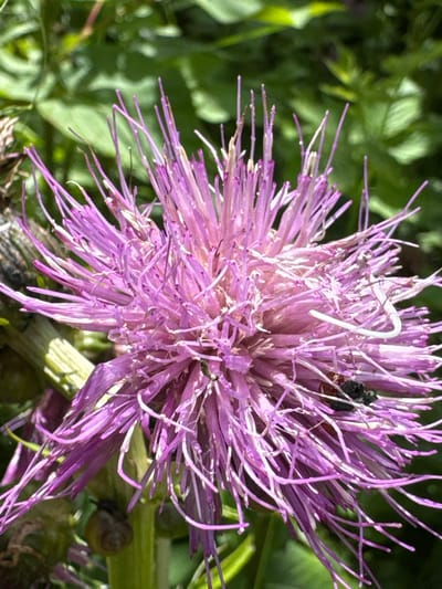 The image shows a close-up of a purple thistle flower in bloom, set against a blurred green background of foliage. The flower has numerous thin, spiky petals radiating outwards. A small, black insect, possibly a fly, is visible on the petals towards the right side of the flower. In the lower left portion of the image, a small, brown snail is attached to a green stem. The lighting suggests it is daytime, with sunlight illuminating the flower. The scene appears to be an outdoor natural setting, possibly a garden or park. There is no indication of a specific location within Санкт-Петербург, Russia.