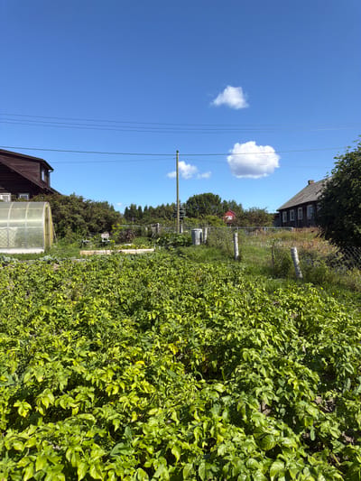 In Yalguba, Russia, under a clear blue sky with scattered white clouds, a rural yard scene unfolds. A large, dark wooden house with an attic window stands to the left, adjacent to a clear plastic greenhouse. In the foreground, a dense field of vibrant green potato plants dominates the view. Further back, a chain-link fence with concrete posts encloses a grassy area with wildflowers. Beyond the fence, another wooden house with a gray roof and multiple windows is visible, partially obscured by trees. A small red building and several utility poles with wires complete the landscape. The scene captures a sunny day in a rural setting, emphasizing the agricultural and residential elements of the property.