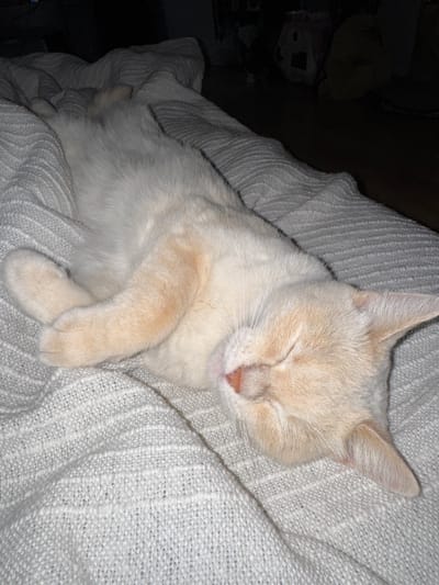 A light-colored cat is sleeping peacefully on a textured white blanket. The cat is lying on its side with its eyes closed, and its paws are tucked in. The blanket has a woven pattern and is spread out on a surface that is mostly out of focus. In the background, there are dark shapes that suggest furniture or objects in a dimly lit room. There is no indication of the city of Khochema, Russia, or any other specific location.