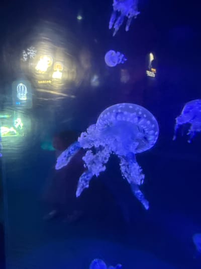 The image portrays an underwater scene within an aquarium, located in Shinan District, China. The primary subject is a large, translucent blue-white jellyfish positioned in the mid-foreground, exhibiting a bell patterned with numerous white spots and substantial, frilly oral arms and tentacles. Other jellyfish, varying in size, are visible in the deep blue-lit environment, including a partially visible specimen in the upper right and smaller individuals in the mid-left and bottom-left. In the background, behind the main jellyfish, a blurry, dark reddish-brown silhouette of a person's head and upper torso is discernible, indicating an observer outside the tank. The background also features several illuminated display panels and reflections: a distinct white snowflake icon, two glowing yellow cartoon-like figures, and a vertical light-green rectangular display. Faint Chinese characters are visible below the yellow figures. The overall environment is characterized by a pervasive dark blue illumination, consistent with an artificial marine exhibit.