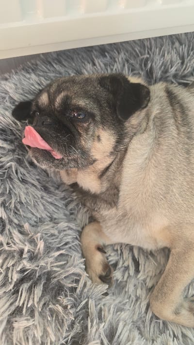 A light brown pug dog lies on its back on a gray, shaggy rug. The dog is positioned diagonally across the frame, with its head towards the lower-left corner. Its black-masked face is turned upwards, revealing its pink tongue protruding from its mouth. The dog's paws are visible, one positioned near its head and the other extending out towards the upper-right. The background is the shaggy rug and a partial view of a white object is visible in the far-left corner. The image appears to be taken indoors with natural lighting. There is no evidence to suggest this image was taken in Wilhelmshaven, Germany.
