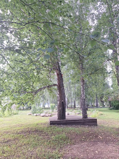 This is a medium shot, full-frame, eye-level, outdoor photograph of a park-like setting. The foreground is dominated by a patch of dry, sparse grass with scattered brown leaves and some loose gravel. A wooden platform, built around the base of two birch trees, is visible in the center of the image. The platform is constructed from horizontal wooden planks. The birch trees have distinctive white bark with dark markings. To the left and center, lush green foliage from overhanging tree branches fills the upper portion of the frame, obscuring the sky. Beyond the platform, the midground features a grassy area with several large, light-colored rocks. In the background, a dense stand of birch trees creates a natural backdrop. To the far right, a small, brown, hexagonal gazebo with a pointed roof is partially visible, nestled amongst dense green foliage. The overall environment suggests a recreational area within a city park, likely Atamanovka, Russia, during daylight hours. No people are present in the image.
