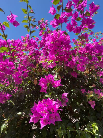 A low-angle, full shot captures a vibrant bougainvillea bush with intensely pink bracts and dark green foliage against a clear blue sky. The flowers dominate the frame, appearing lush and dense, with some stems and leaves visible reaching towards the sky. The lighting suggests it is daytime with sunlight illuminating the upper portions of the bush. The scene is an outdoor environment, likely a garden or park, and is not specifically located in Desa Tambakreja, Indonesia. There are no people or specific actions depicted in the image.