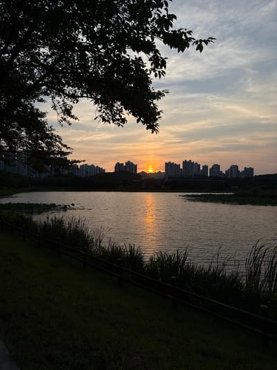 The image captures a sunset over a lake with a cityscape in the background. The sun, partially obscured by clouds, casts a warm, orange glow across the sky and reflects on the water's surface. Silhouetted trees frame the left side of the image, their branches reaching towards the sky. In the distance, a cluster of modern apartment buildings forms the skyline of Ansan, South Korea. The foreground features a grassy area with a low wooden fence, and tall reeds or grass grow along the edge of the lake. The overall mood is serene and peaceful, with the natural beauty of the sunset juxtaposed against the urban environment.