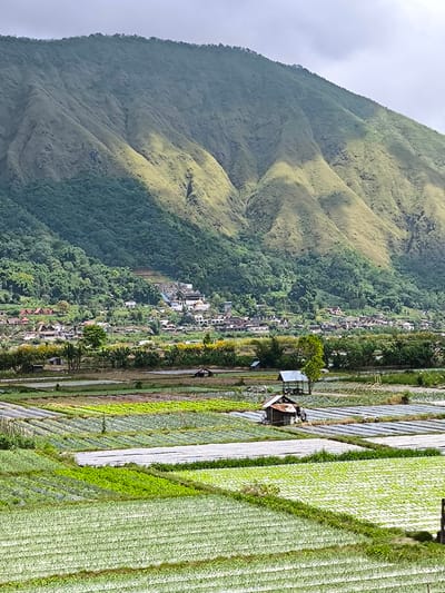 The image shows a landscape in Sembalun Bumbung, Indonesia, with a large, green and tan mountain in the background under an overcast sky. In front of the mountain is a village with houses and buildings of various sizes. The foreground consists of agricultural fields planted in rows, some covered with white plastic sheeting and others with green crops. There are two small, simple structures scattered within the fields. No people are distinctly visible.
