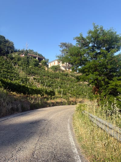 An asphalt road curves to the right in the foreground, with tall, dry grasses and vegetation growing along its right edge, partially obscuring a metal guardrail. To the left of the road, a steep hillside is covered with rows of grapevines, supported by vertical white stakes. Two houses are visible on the upper part of the hillside. One house, closer to the left edge of the image, appears to be a light pink color with a covered porch. Another house, to the right, is white with orange accents. The sky above is a clear, bright blue. The scene depicts a rural vineyard landscape in Santo Stefano Belbo, Italy, likely during daylight hours.