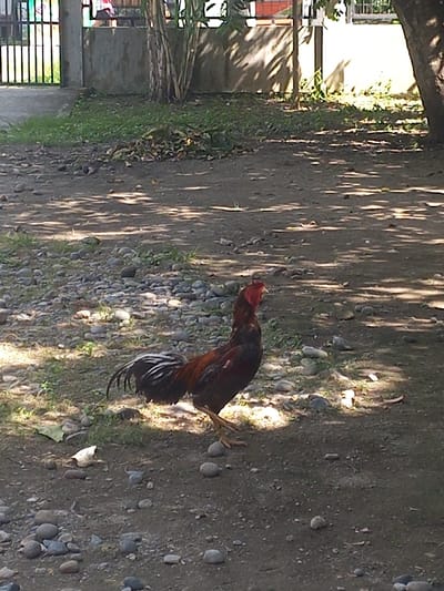 A rooster with dark brown and red feathers is standing on a path covered with small stones and patches of grass. The rooster is facing left, with its head down as if pecking at the ground. Sunlight filters through tree branches, casting dappled shadows on the ground. In the background, to the left, a section of a building with a barred window is visible, along with some greenery and what appears to be a stack of dried plant stalks. To the right, the ground continues, with more stones and a hint of vegetation. The overall impression is of an outdoor scene in a rural or semi-rural area. The time of day appears to be daytime, with the strong shadows suggesting sunlight. There is no visible text in the image.