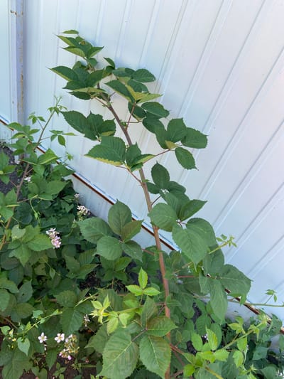 The image shows a close-up, eye-level, medium shot of a blackberry bush growing next to a white, corrugated metal wall. The bush is lush and green, with several branches extending upwards and outwards. The leaves are large, serrated, and a deep green color, with some showing a slight yellowing towards the tips. Small clusters of pink and white flowers are visible amongst the foliage, indicating the plant is in bloom. The ground beneath the bush is dark soil, with some smaller green plants and weeds scattered around. The corrugated metal wall is positioned vertically behind the bush, showing the texture and vertical lines of its construction. The lighting suggests it is daytime, with the sun casting subtle shadows. There are no people or animals present in the image. The location is stated to be in the city of Rozkvit, Ukraine.