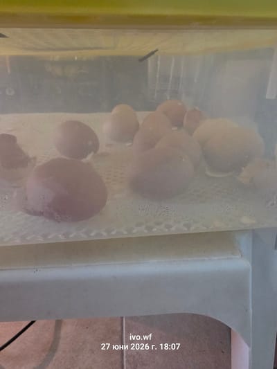 The image shows a collection of pale, rounded objects inside a transparent container. These objects appear to be eggs, possibly in an incubator, given the presence of a textured grate at the bottom of the container. The container itself is likely made of plastic and has a slight yellow tint on the left side, suggesting it might be part of a larger structure or have a colored casing. The background is out of focus but shows a textured surface, possibly a floor or countertop.
The lighting is diffused, and the overall scene is somewhat dim, with some condensation visible on the interior surface of the container, indicating a humid environment. The objects are clustered together, with some appearing to be partially overlapping. Their color ranges from a very pale beige to a light pinkish hue.
There is text overlaid on the right side of the image. It reads "ivo.wf" followed by "27 юни 2026 г. 18:07". This indicates the date as June 27, 2026, and the time as 18:07. The text is white and slightly transparent.
The location context is Chal, Bulgaria. No people are visible in the image. The activity appears to be incubation, possibly of eggs that are developing. The mood is neutral, focusing on the objects and the technical aspect of their containment.