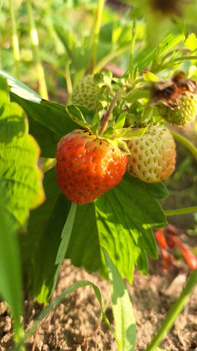 A close-up, eye-level, outdoor shot captures a ripe strawberry plant in the city of Nogliki, Russia. The strawberry at the forefront is a vibrant orange-red, with a slightly lighter hue on its left side. Its surface is dotted with small, green achenes. To its right, a paler, less ripe strawberry is visible, its surface exhibiting a similar texture with more prominent green seeds.

The strawberries are nestled amongst lush, green leaves, some of which are backlit by the sun, creating bright highlights. In the background, several unripe, pale green strawberries are partially obscured by foliage. A blurry, brown and black insect, possibly a bee or wasp, is visible in the upper right quadrant, its body covered in fine hairs. The ground below consists of dry, brown soil with visible texture. The overall lighting suggests a sunny day, likely during the warmer months.