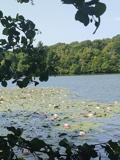 This media file depicts a serene natural scene at Saint-Bruno-de-Montarville, Canada. The main subjects are a tranquil lake covered in a dense carpet of lily pads, with numerous water lilies in bloom. The water lilies are predominantly pink and white, dotting the surface of the water.
The setting is a lake surrounded by a lush, dense forest. The trees are tall and green, forming a vibrant backdrop to the water. In the foreground, the leaves and branches of a tree hang over the edge of the lake, partially obscuring the view and adding a sense of depth to the composition.
The time of day appears to be during daylight hours, likely late morning or afternoon, given the brightness of the sky and the illumination of the scene. The weather seems clear and pleasant, with a light blue sky visible above the trees. The overall mood is peaceful and calm, evoking a sense of natural beauty and tranquility.
There is no visible text in the media file. The activity taking place is simply the passive observation of nature, with the water lilies floating and blooming on the lake's surface. The scene is a snapshot of a quiet moment in a natural environment.