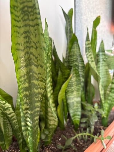 A close-up, slightly blurred, eye-level shot focuses on a potted snake plant in what appears to be a residential setting in Ushaki, Russia. The plant, with its characteristic long, sword-like leaves, is the primary subject. The leaves display a striking pattern of dark green wavy bands against a lighter green background. Some leaves show slight damage or discoloration. The plant is housed in a terra cotta-colored pot, filled with dark soil. Small, possibly seedling, plants are visible growing in the soil around the base of the snake plant. The background is predominantly a white, textured wall, with a faint hint of a window or reflective surface to the right. The lighting is soft and diffused, suggesting an indoor environment with natural light. There are no people or animals visible in the image.