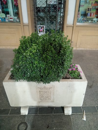 The image shows a rectangular concrete planter with a large, bushy green shrub and a small cluster of pink flowers. The planter is situated on a tiled walkway in front of a building with a glass storefront. Behind the planter, a metal grate covers a window. The building appears to be a shop, with merchandise visible through the glass. The overall scene is outdoors, suggesting a street or public space. The concrete planter has an embossed crest on its front. The ground is paved with large, dark gray tiles.