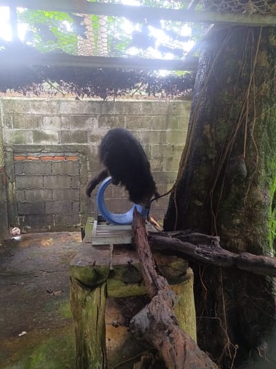 The image, taken in Tambon Takdat, Thailand, shows a black bear on a raised wooden platform with a blue circular toy. The platform is constructed of weathered wood and metal, while the background features a cinder block wall with red brick accents. A large tree, covered in moss and aerial roots, stands adjacent to the platform. The environment appears humid and enclosed, possibly a zoo exhibit or animal sanctuary.