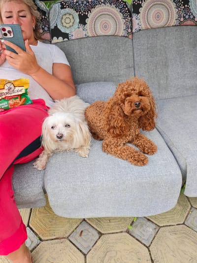 A woman with blonde hair is sitting on a grey couch outdoors, looking at her phone. She is wearing a white t-shirt and red pants. Next to her are two dogs: a small white dog and a medium-sized brown poodle. A bag of snacks is on the couch between the woman and the dogs. The couch is on a patio with hexagonal paving stones. The background shows some greenery and decorative cushions on the couch. The image appears to be taken in a residential outdoor setting, potentially a backyard or a patio area in Devjatyj Val, Russia.