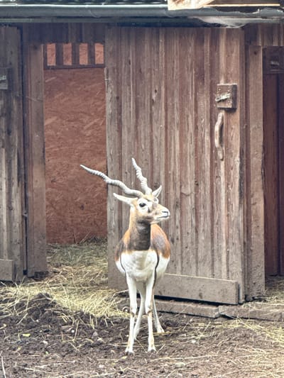 A blackbuck antelope stands in front of a weathered wooden barn structure. The antelope, with distinctive spiraling horns, has a tan and white coat. Its head is turned to the right, and its eyes are visible. Behind the antelope, the barn doors are partially open, revealing a darker interior with a textured wall. The ground in front of the barn is a mixture of dry hay and dark soil, with scattered pieces of straw. The overall environment appears to be an outdoor enclosure, possibly a zoo or sanctuary, in Bassum, Germany. The barn is constructed of vertical wooden planks, and a simple latch mechanism is visible on one of the doors. The lighting suggests an overcast or shaded day.
