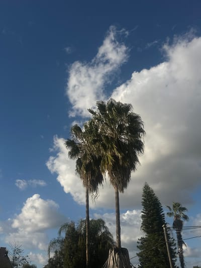 The image depicts an outdoor daytime scene in Beit Yitshak Sha'ar Hefer, Israel, under a partly cloudy sky. The upper two-thirds of the frame show a blue sky with scattered white cumulus clouds of varying sizes and densities, some appearing bright and others with darker gray undersides.
Centrally, two tall palm trees with slender trunks are prominent, extending from the bottom edge towards the mid-upper frame. Their canopies consist of numerous green fronds mixed with dried, lighter-colored fronds, and a significant amount of dead foliage hangs downwards along the upper portions of their trunks. To the immediate right of these central palms, a tall, dark green, conical evergreen tree is visible. Further to the right and partially obscured by the evergreen tree, another smaller palm tree is present. A single horizontal utility wire is visible in the lower right quadrant, crossing in front of the smaller palm tree. In the lower left quadrant, the upper portion of a reddish-brown tiled roof of a building is visible, along with additional dark green foliage from other trees or bushes. No individuals are visible in the scene.