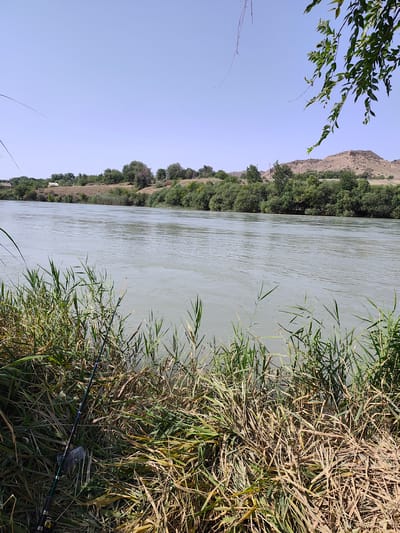 A scenic view of a wide, calm river is presented, with the lush green riverbanks covered in reeds and tall grass in the foreground. A fishing rod is propped up amongst the reeds on the left side of the frame. Across the river, the opposite bank is lined with dense trees and vegetation, with rolling hills and a dry, mountainous landscape rising in the distance under a clear, pale blue sky. A few small buildings and utility poles are visible amidst the trees on the far bank. The overall scene depicts a peaceful, natural environment suitable for outdoor recreation. The location is identified as a riverside in Taş-Kömür City, Kyrgyzstan.