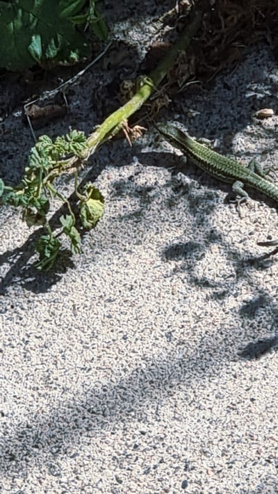 The image shows a close-up view of a light-colored, granular surface, likely pavement or gravel, in Setcases, Spain. A small, green and brown lizard is visible on the right side of the frame, positioned horizontally and facing left. To the left of the lizard, a thin, green plant stem with a few small, wilting leaves is present, casting a shadow on the surface. The lighting suggests it is daytime, with dappled shadows indicating foliage overhead.