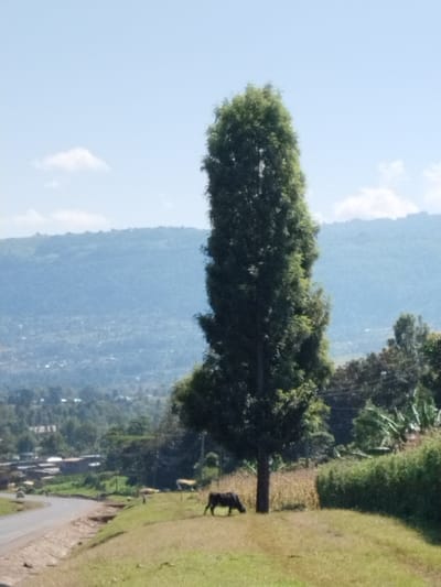 The image displays a rural landscape situated within Subukia ward, Kenya. A tall, slender evergreen tree stands prominently in the midground on a sun-lit grassy slope. To the right of the tree's base, a dark-colored bovine is observed grazing. Further downhill and to the left, a paved road curves away, with two lighter-colored bovines also grazing near its edge. The midground on the right features a field containing maize stalks, bordered by dense green foliage, including discernible banana plants. The background reveals an extensive valley characterized by scattered residential structures and agricultural plots, heavily vegetated with trees. Beyond the valley, a series of blue-tinted hills and mountains recede into the distance under a clear blue sky adorned with a few sparse white clouds. The scene is illuminated by natural daylight.