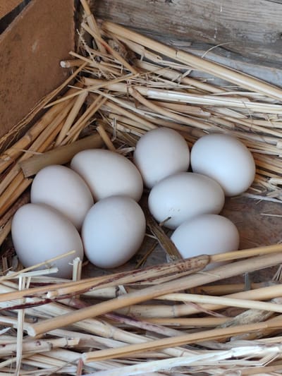 A close-up, eye-level shot shows a clutch of approximately nine white eggs nestled in a bed of dry straw within a wooden enclosure. The eggs are smooth and oval-shaped, with variations in their positioning and slight overlaps. The straw is a mix of light brown and beige stalks, some appearing thicker and more intact than others, forming a soft, natural bedding material. The background consists of rough, weathered wooden planks, providing a rustic and simple setting for the eggs. The lighting is soft and diffused, illuminating the subjects without harsh shadows. The scene is devoid of any human presence or overt activity. The exact location in Arimjan, Kyrgyzstan cannot be determined from the visual information provided.