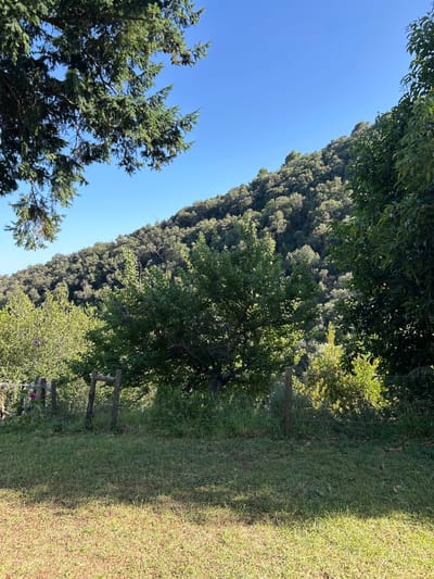 The image depicts a natural landscape featuring a densely forested hillside under a clear blue sky. In the foreground, a patch of green grass transitions to a sunlit, drier grassy area. A rustic wooden fence with sparse posts and wire runs horizontally across the middle ground, separating the grassy area from a more overgrown section with various trees and bushes. One prominent deciduous tree with light green foliage stands centrally in the middle ground. The hillside in the background is covered with a multitude of trees, predominantly evergreen, creating a textured green expanse. The overall scene appears to be an outdoor, rural environment in Tordera, Spain, characterized by abundant vegetation and natural light. There are no people or animals visible in the image.