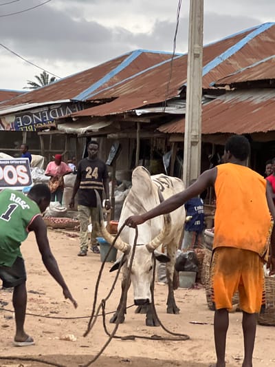 In the city of Oko Amakom, Nigeria, a street scene unfolds under a cloudy sky. A large white bull, with prominent horns and dark markings on its back, is being led by a rope. Two young men are actively involved in handling the bull. One man, wearing a green basketball jersey with the name "ROSE" and the number "1" on it, is on the left, facing away from the viewer and holding the rope. The other man, in a bright orange sleeveless shirt and orange shorts, is on the right, also holding the rope and facing away from the viewer. A third man, wearing a black t-shirt with the number "24" on it, stands between the bull and the background, looking towards the viewer.
The environment appears to be a marketplace. In the background, there are makeshift stalls with corrugated metal roofs, some of which are painted with blue trim. Signs with text, including "EVIDENCE", are visible on the buildings. Several people are milling about in the background, and baskets filled with goods, possibly produce like onions, are visible. The ground is covered in reddish-brown dirt, with some scattered debris. The overall atmosphere suggests a busy, possibly informal, commercial area.