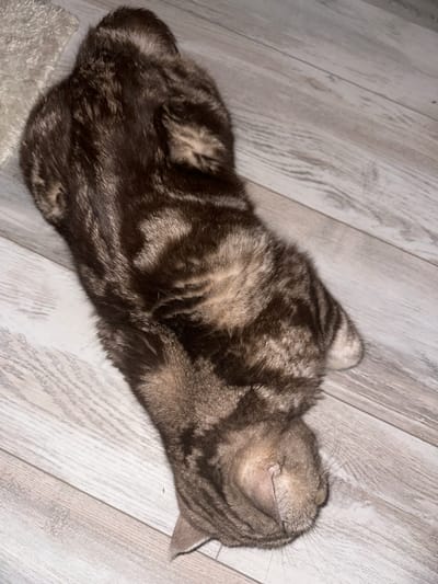 A domestic cat with tabby markings is lying on its side on a light-colored wooden floor. The cat is facing to the right, with its head turned downwards and its eyes closed. Its fur is a mix of dark brown and lighter brown stripes. The floorboards are oriented horizontally in the image and have a distressed, weathered appearance. To the upper left of the cat, a portion of a light-colored, shaggy rug is visible. The overall lighting is dim. The image does not contain any elements that would allow for the determination of its location within the city of Bakhchysarai, Russia.