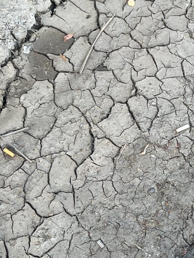 The image shows a close-up, overhead view of cracked, dry mud. The mud is a dull gray color and is broken into irregular polygonal shapes. Scattered across the surface are small pieces of debris, including what appear to be dried leaves, twigs, and two cigarette butts. The texture of the mud is rough and uneven, with deep fissures running through it. The lighting suggests it is daytime, and the overall impression is one of arid conditions. This scene is located in Soloslovo, Russia.