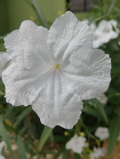 This is a close-up, vertical, eye-level shot of a white flower with five petals. The petals are crinkled and textured, with fine lines radiating from the center. The flower is in focus, while the background is blurred, showing green foliage and other out-of-focus white flowers. The scene appears to be outdoors, in a natural or garden setting, consistent with a location in Alagbado, Nigeria. There are no people or animals visible in the image. The lighting suggests it may be daytime, with soft light illuminating the flower.