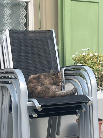 A tortoiseshell cat, exhibiting a mottled grey-brown and dark brown fur pattern with a striped tail, is observed grooming itself while curled on the topmost chair of a stack of four light grey aluminum-framed chairs with black mesh seating. The cat's head is turned to its left, with its tongue extended, appearing to lick its lower flank or paw. The background reveals a beige building wall on the left, featuring a window with a white frame and a sheer patterned curtain. To the right, a pale green door or shutter is visible, behind a bush of green foliage with small white, daisy-like flowers. A terracotta pot is partially visible at the bottom right. The scene is located in Lauterbrunnen, Switzerland.