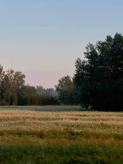 The image depicts a rural landscape at sunrise or sunset. A vast field of small white flowers stretches across the foreground, transitioning into a line of trees forming a dense forest in the mid-ground. The sky is a pale gradient of blue and pink, indicating the time of day. A large, dark green tree dominates the right side of the frame, its foliage partially obscuring the sky and the trees behind it. The overall scene conveys a sense of tranquility and natural beauty. The location is identified as Yarkovo, Russia. There are no people, animals, or man-made structures visible in the image.